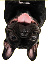 dog3